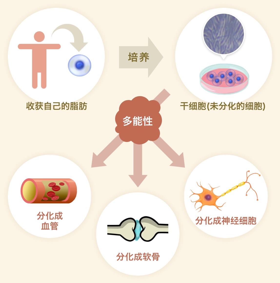 再生医学和干细胞示意图